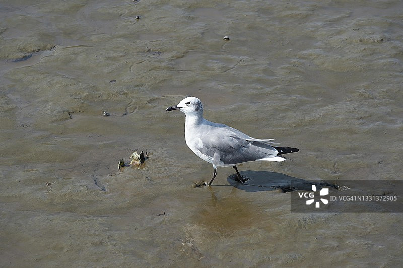 笑鸥的足迹_1图片素材