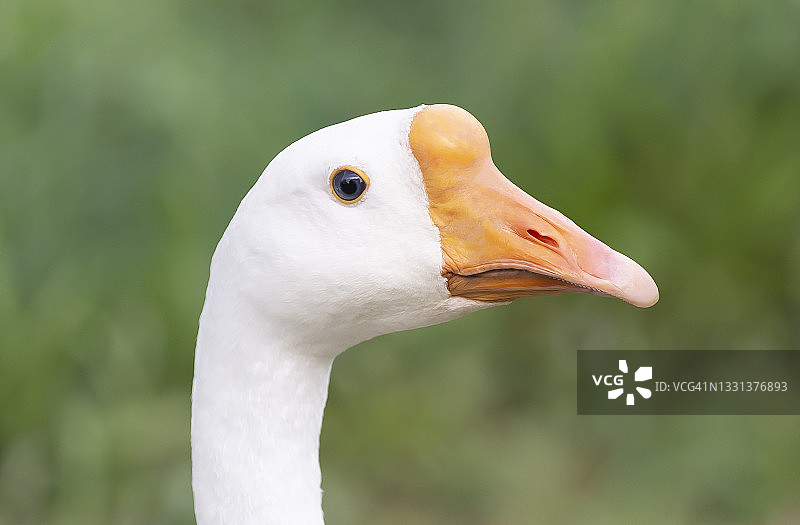 中国白鹅_1图片素材