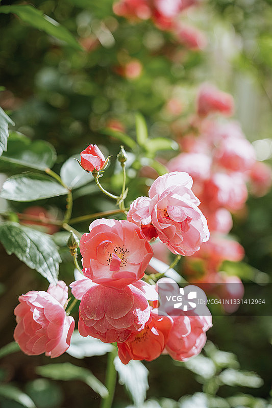 日落前的玫瑰图片素材