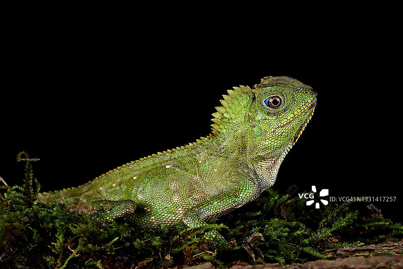 印度尼西亚的博伊德森林龙肖像图片素材
