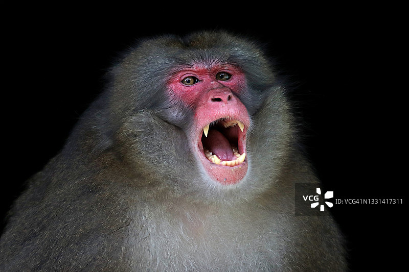 龇牙咧嘴的日本猕猴特写，印度尼西亚图片素材