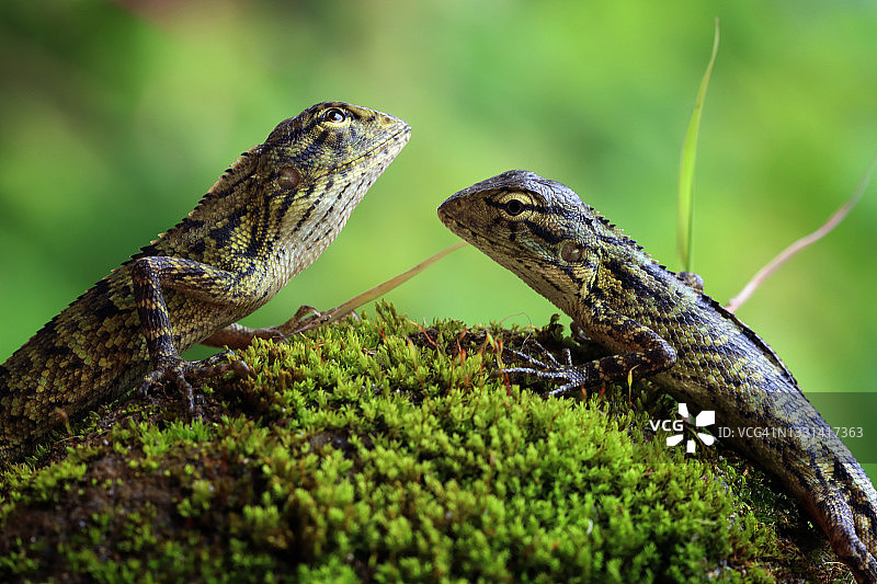 在长满苔藓的岩石上互相看着的两只蜥蜴，印度尼西亚图片素材