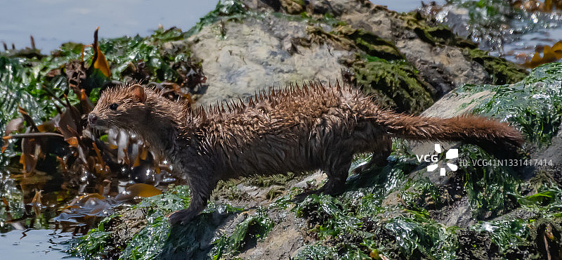 一只站在加拿大岩石海洋岸边的湿水貂图片素材