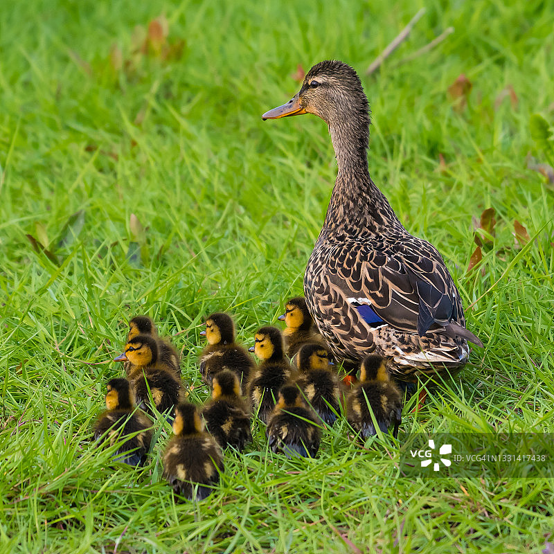 带着一群小鸭在草地上行走的绿头母鸭，加拿大图片素材