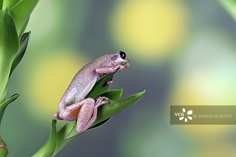 印度尼西亚树上的澳洲绿树蛙特写图片素材