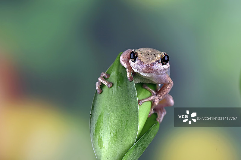 印度尼西亚树上的澳洲绿树蛙特写图片素材