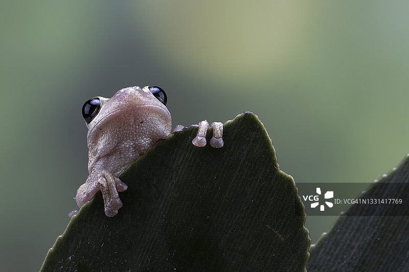 澳大利亚绿树蛙在树叶上的特写，印度尼西亚图片素材
