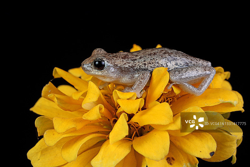 澳大利亚绿树蛙在黄色花朵上，印度尼西亚图片素材