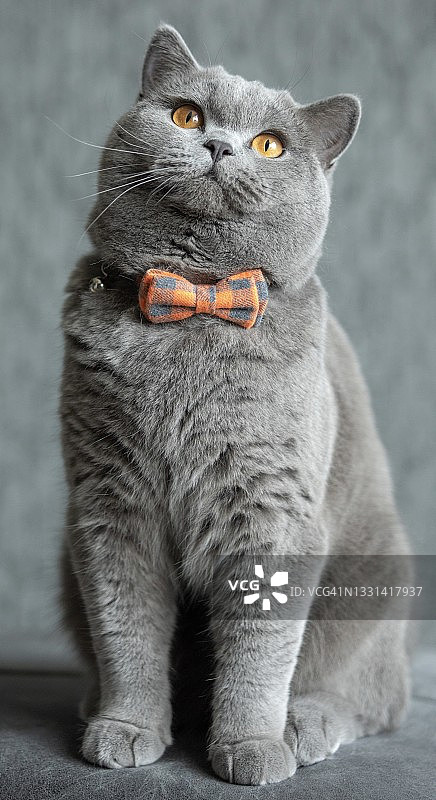 戴着领结的英国短毛猫 портрет图片素材
