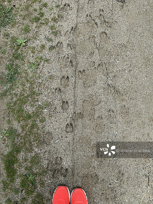 在喜马拉雅山印度跑步的女人俯视图图片素材