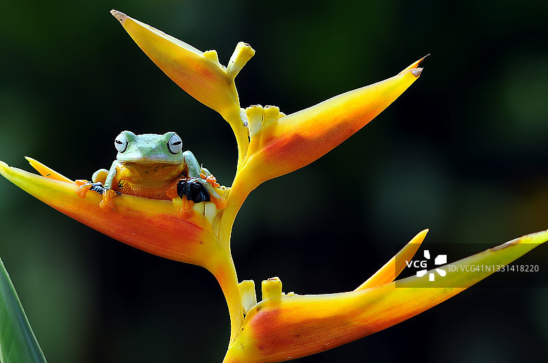 印度尼西亚，花上的飞蛙图片素材