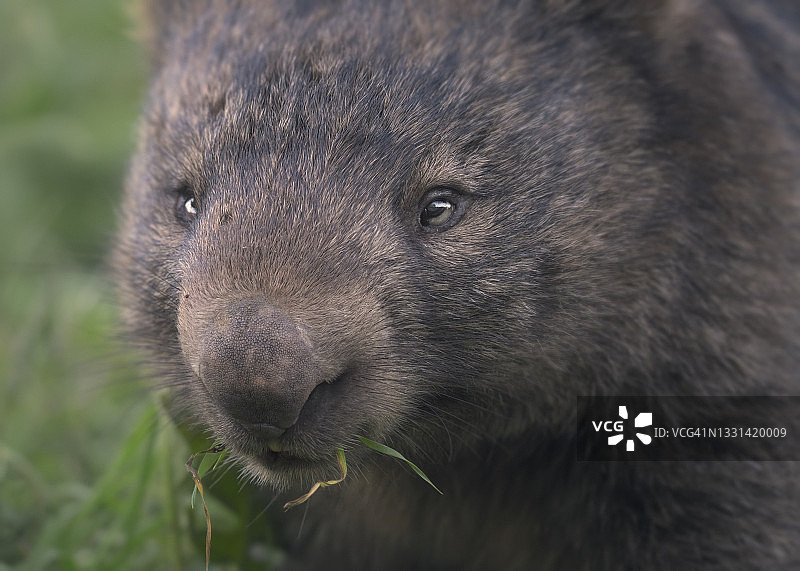 澳大利亚维多利亚州墨尔本，正在吃草的野生熊形袋熊特写图片素材