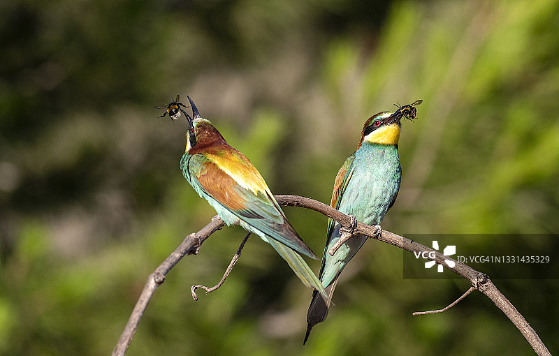 欧洲蜂虎：一对鸟儿嘴里叼着昆虫飞向巢穴图片素材
