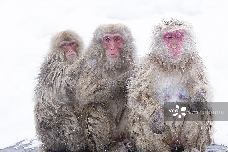 雪猴图片素材