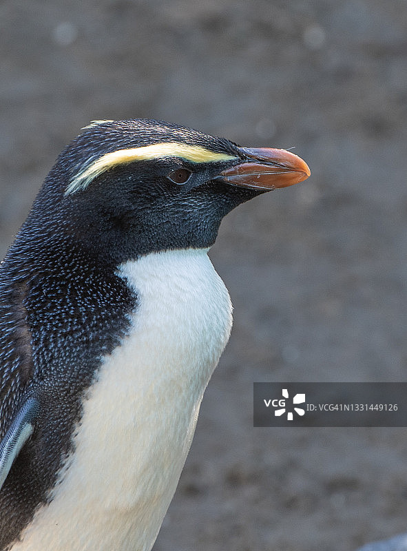 峡湾或凤头企鹅图片素材