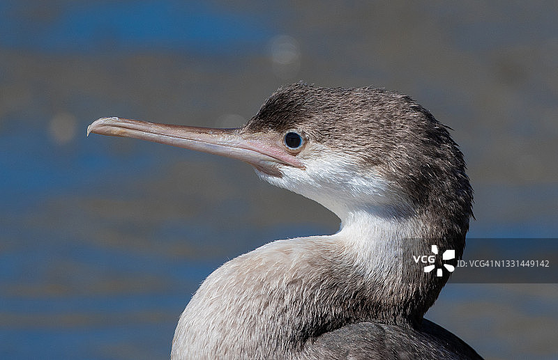 幼年斑鸬鹚图片素材