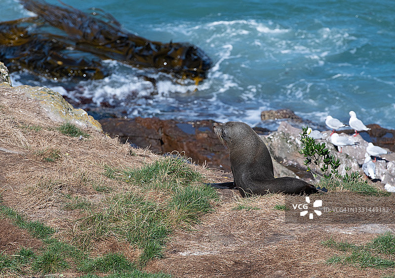 新西兰海狗（Arctocephalus forsteri），奥塔哥半岛图片素材