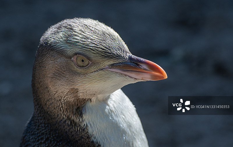 黄眼企鹅（Megadyptes antipodes）或霍伊霍企鹅特写图片素材