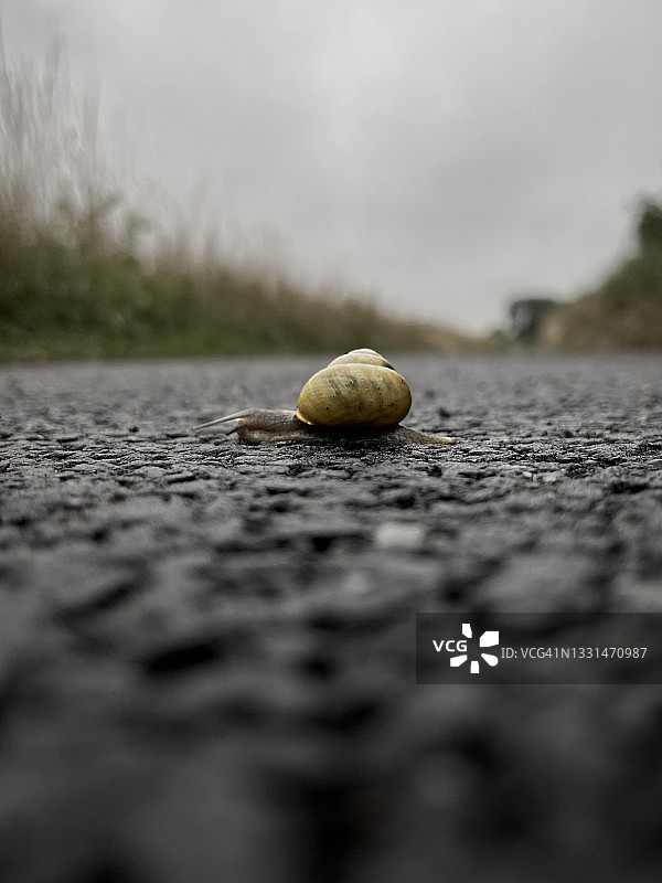 蜗牛过马路（特写）图片素材