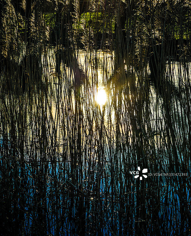 阳光芦苇河流图案（抽象）图片素材