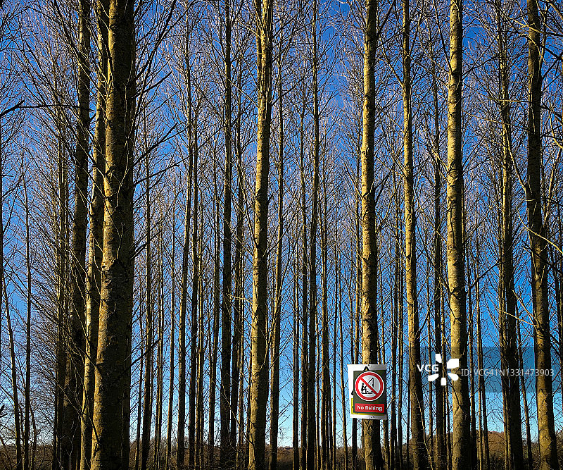 蓝天下的垂直松树，设有“禁止钓鱼”标志图片素材