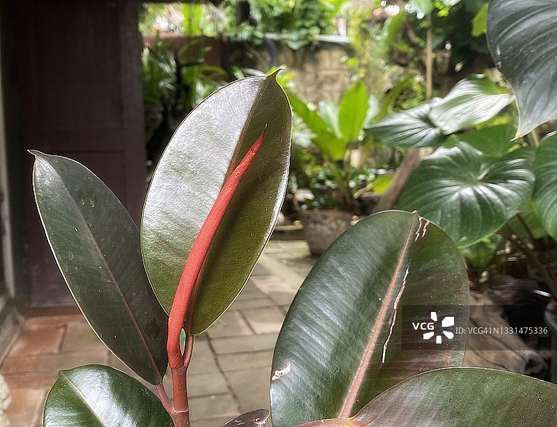 印度橡胶榕与景天图片素材