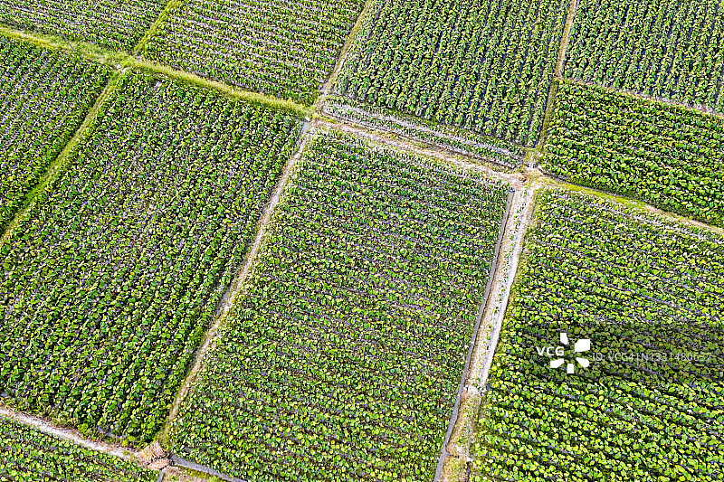 绿色田野的鸟瞰图图片素材