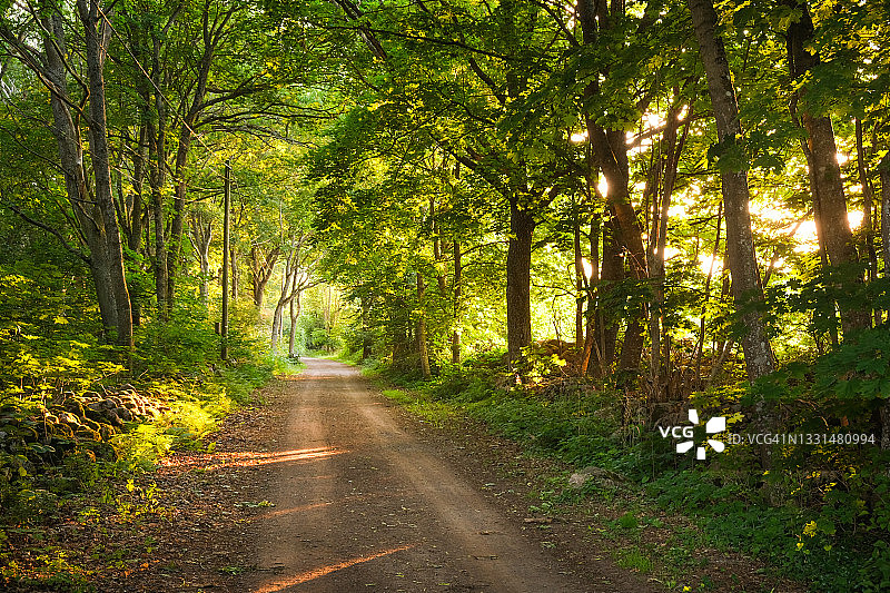 夏季傍晚绿荫中的狭窄碎石路图片素材