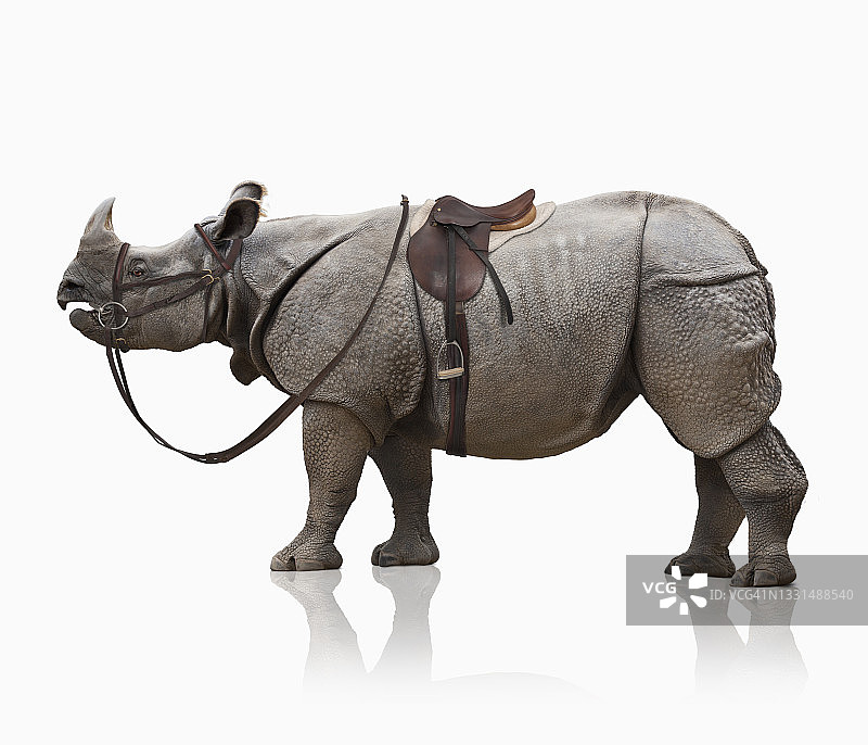 骑着马鞍的犀牛图片素材