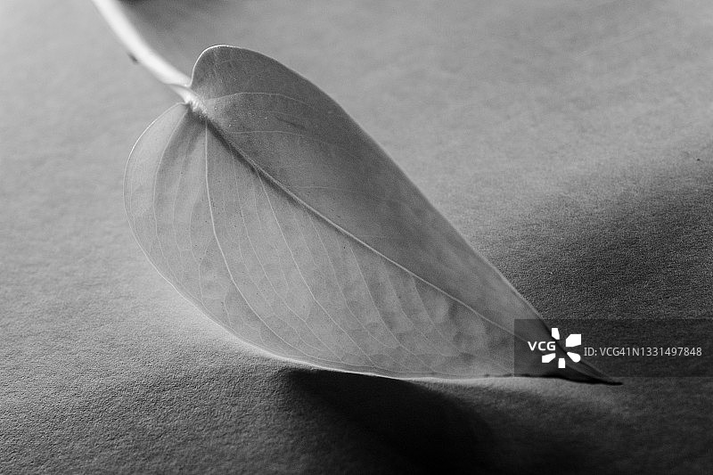 孤独的单片绿萝叶图片素材