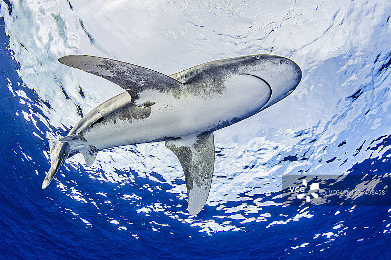 巴哈马：远洋白鳍鲨在猫岛附近游弋图片素材