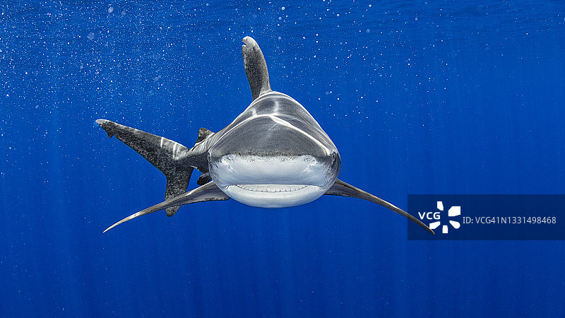 巴哈马：远洋白鳍鲨在猫岛附近游弋图片素材