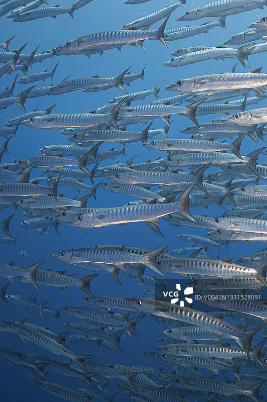梭鱼 - 密克罗尼西亚帕劳图片素材