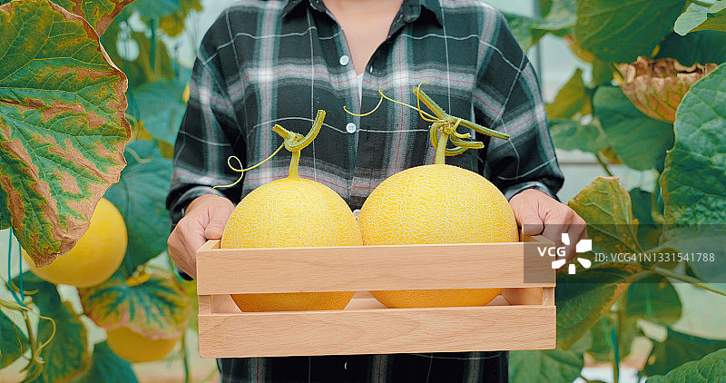花园里的黄色甜瓜，园丁在温室甜瓜农场里拿着甜瓜。泰国甜瓜幼苗在温室里生长。图片素材