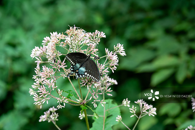 黑色的燕尾蝶图片素材