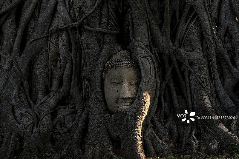 玛哈泰寺树根中的佛头，阿育陀耶图片素材