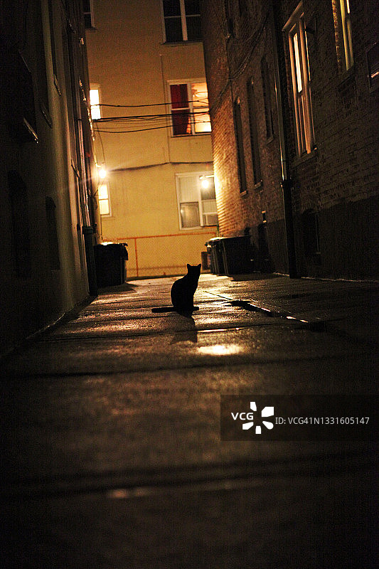 黑猫轮廓图片素材