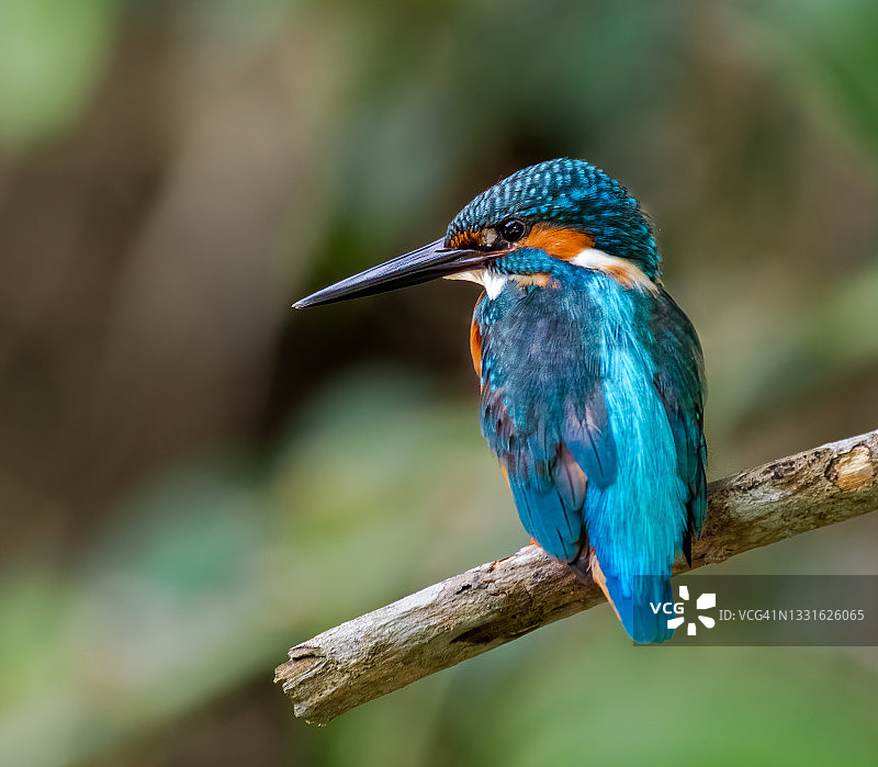 普通翠鸟雄性 - 新加坡图片素材