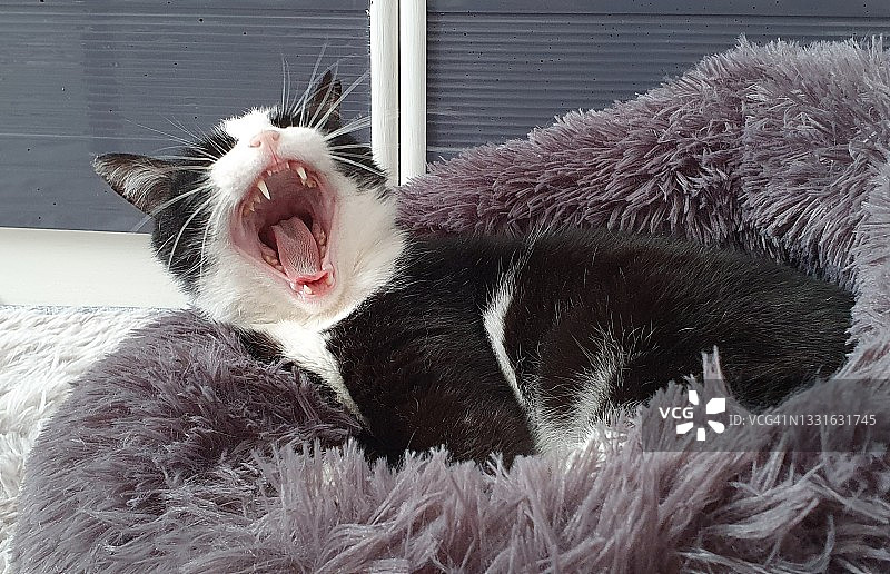 打哈欠的猫图片素材