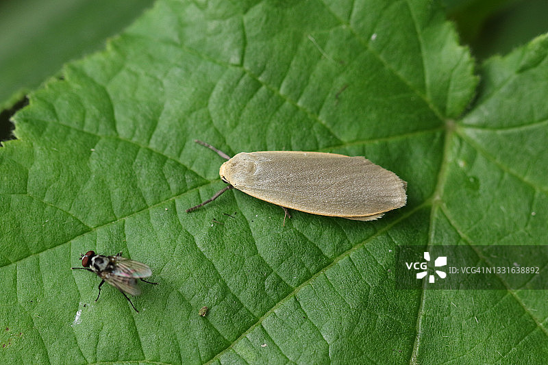 一只灰灯蛾栖息在树叶上图片素材