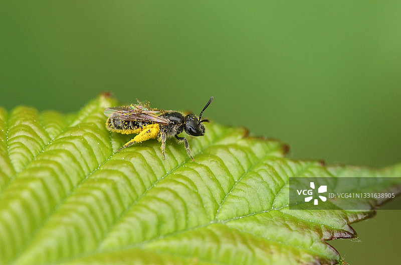 沾满花粉的微小汗蜂停留在叶子上图片素材