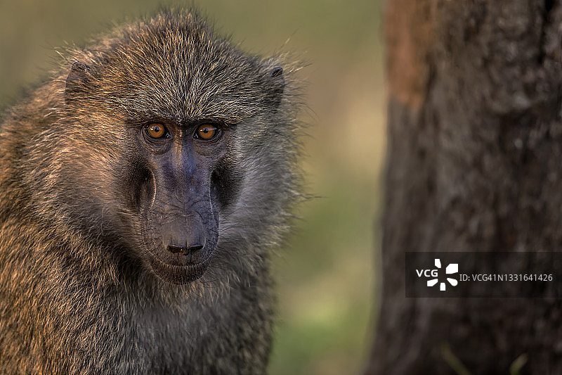 马赛马拉树下的雄性狒狒图片素材