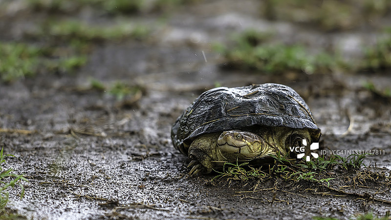 非洲头盔龟展示其前爪，用于在马赛马拉撕裂猎物图片素材