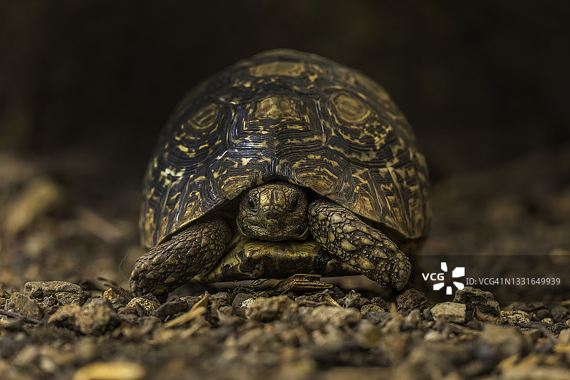 马赛马拉的豹纹陆龟图片素材