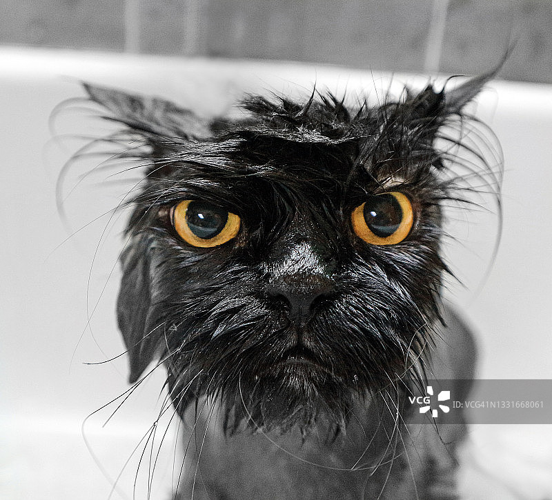 有趣的黑猫头部图片素材