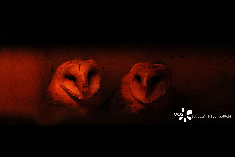 两只猫头鹰图片素材