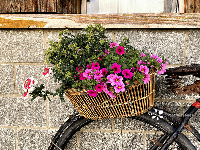 自行车篮子里的花朵图片素材