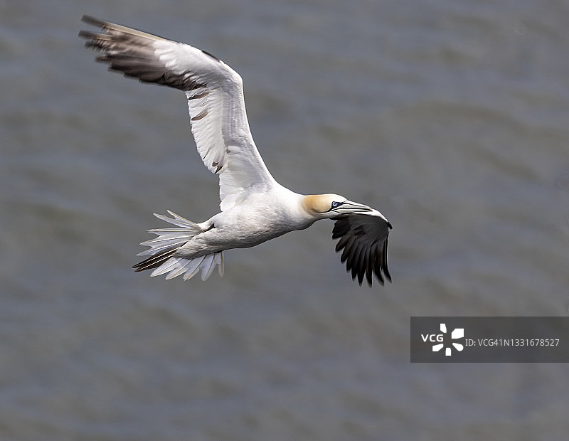塘鹅飞行图片素材