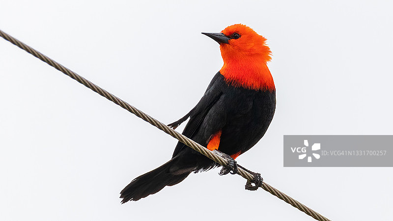 红头黑鹂图片素材
