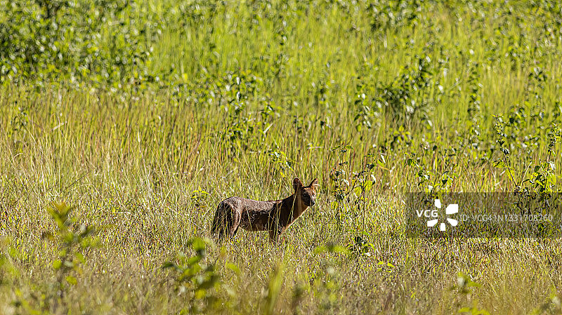 在森林溪流旁吃鹿尸体的豺图片素材